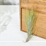PLANCHU メール便発送 エアプランツ ティランジア フンキアナ Mサイズ 1株 W3×H12cm前後 育て方説明書付き Tillandsia funckiana エアープランツ チランジア