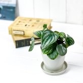 PLANCHU 観葉植物 ペペロミア アルギレイア 3.5号鉢 受け皿付き 育て方説明書付き Peperomia argyreia スイカペペ