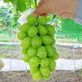 長野県産 ぶどう シャインマスカット 秀品 贈答用 果物 フルーツ お取り寄せ 産地直送 【送料無料(一部地域除く)】