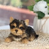 置物 woobia ウービア 犬 ヨーキー ふせするヨークシャーテリア 中 幅14cm 子犬 小型犬 寝そべり リアル 本物そっくり イギリス生まれ 職人手彩色 縁起物 戌年 玄関 インテリア 新築祝い 引っ越し祝い 開店祝い 出産祝い 誕生日 お祝い ギフト プレゼント 犬好き