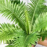 PLANCHU 観葉植物 ブレクナム シルバーレディ 木立タイプ 6号鉢 受け皿付き 育て方説明書付き Blechnum gibbum ‘Silver Lady’ シダ植物