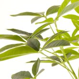 観葉植物 造花 パキラ BROWN 全高約175cm 大型 フェイクグリーン 高級 本物そっくり リアル おしゃれ インテリア 人工観葉植物 アーティフィシャルグリーン オフィス 店舗 ホテル 開店祝い 新築祝い 室内 リビング 玄関 風水 フェイク