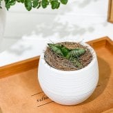 PLANCHU 観葉植物 サンセベリア ボンセレンシス スーパードワーフ 3号丸鉢 受け皿付き 育て方説明書付き Sansevieria ‘Boncellensis Super Dwarf’ サンスベリア 多肉植物