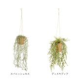 CT触媒 フェイクグリーン ハンギング 通販 キシマ アーティフィシャルグリーン 観葉植物 フェイク グリーン 吊り下げ バスケット 壁掛け 人工観葉植物 消臭 ハンギングバスケット 小さめ 小型 おしゃれ リビング リアル kishima 造花 インテリア