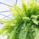 PLANCHU 観葉植物 ネフロレピス ハッピーゴールデン 8号吊り鉢 育て方説明書付き Nephrolepis exaltata ‘Happy Golden’ ボストンファーン ボストンファン シダ植物