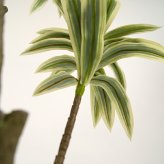 観葉植物 造花 ソングオブジャマイカ BROWN 全高約180cm 大型 フェイクグリーン 高級 本物そっくり リアル おしゃれ スタイリッシュ インテリア 人工観葉植物 アーティフィシャルグリーン モダン オフィス 店舗 ホテル 開店祝い 室内 リビング 玄関 風水 ドラセナ