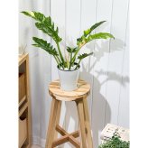PLANCHU 観葉植物 フィロデンドロン リングオブファイア 5号鉢 受け皿付き 育て方説明書付き Philodendron ‘Ring Of Fire’ リングオブファイヤー 斑入り アロイド