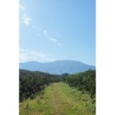 【OUTRET】和歌山のたねなし柿 30個前後