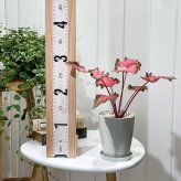 PLANCHU 観葉植物 カラジウム バイカラーフラミンゴ 4号鉢 受け皿付き 育て方説明書付き Caladium ‘Bicolor Flamingo’ カラディウム カラジューム アロイド