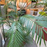 観葉植物 造花 チャメドレアヤシ BROWN 全高約130cm フェイクグリーン 高級 本物そっくり リアル おしゃれ インテリア 人工観葉植物 アーティフィシャルグリーン リビング 玄関 寝室 オフィス 店舗 開店祝い 室内 風水 ヤシの木 フェイク