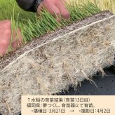 粒状フルボ鉄 3kg 肥料 土壌改良資材入り指定混合肥料 高濃度フルボ酸 腐植酸 水稲 野菜 花 グランドカバー ガーデニング 畑 作物 家庭菜園 農業 農作物 発根