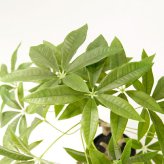 観葉植物 造花 パキラ BROWN 全高約90cm 中型 フェイクグリーン 本物そっくり おしゃれ インテリア 人工観葉植物 アーティフィシャルグリーン オフィス 店舗 ホテル 開店祝い 室内 発財樹 フェイク