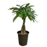 観葉植物 パキラ グラブラ 5本編み 5号 高さ約45cm マネーツリー 発財樹 縁起物 金運 風水 育てやすい 耐陰性 インテリア 玄関 リビング 新築祝い 開店祝い 開業祝い 移転祝い 周年祝い 引っ越し祝い 誕生日 お祝い ギフト プレゼント おしゃれ