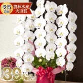 胡蝶蘭 大輪 ３本立ち 蕾含む39輪以上 送料無料 ヤマト [r-tai0007-f] 開店祝い 開業 誕生日 長寿 結婚記念日 金婚式 お供え 生花 株主総会 選挙 当選 祈願 仏花 お悔み 開院 開業 移転 ギフト 贈り物 還暦 古希 喜寿 傘寿 米寿 卒寿 白寿 百寿 御供 受賞 受章 退職 就任 栄転 昇進 新築 竣工 落成 新装 周年記念 式典 発表会 内祝 年忌 法要