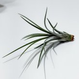 PLANCHU メール便発送 エアプランツ ティランジア ジュンセア Sサイズ 1株 W3×H10cm前後 育て方説明書付き Tillandsia juncea エアープランツ チランジア