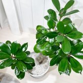 PLANCHU 観葉植物 フィカス キアティスティプラ 8号鉢 受け皿付き 育て方説明書付き Ficus cyathistipula ゴムノキ