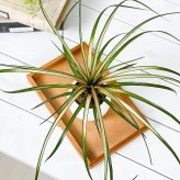 PLANCHU 観葉植物 ワリシア キアネア 斑入り 3号丸鉢 受け皿付き 育て方説明書付き Wallisia cyanea ‘Variegata’ ハナアナナス ブロメリア ティランジア チランジア
