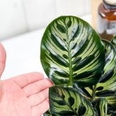 PLANCHU 観葉植物 カラテア マコヤナ 4号鉢 受け皿付き 育て方説明書付き Calathea makoyana 五色矢羽根芭蕉 ゴシキヤバネバショウ