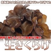 北海道産 朝採り生きくらげ 1kg 菌床栽培・無農薬 ぷりぷり肉質 送料無料 ※沖縄は送料別途加算