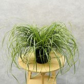 斑入り カレックス オシメンシス エバーシーン 15cmポット苗 株 下草 常緑 多年草 グランドカバー カラーリーフ 庭 寄せ植えに 花壇 鉢植え 高耐寒性