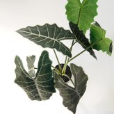 観葉植物 造花 アロカシア BROWN 全高約61cm 卓上・小型 フェイクグリーン 本物そっくり おしゃれ インテリア 人工観葉植物 アーティフィシャルグリーン オフィス 店舗 ホテル 開店祝い 室内 ミニ クワズイモ フェイク
