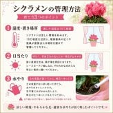 シクラメン 6号 鉢植え 送料無料 最高級シクラメン ビクトリア鉢花 6号 お歳暮 花 ギフト 誕生日 プレゼント 鉢植え 花鉢 フラワー 生花 クリスマス 自宅用 メッセージ 6寸 季節の花 季節の花鉢 おしゃれ 贈り物 花ギフト 誕生日プレゼント 北海道配送可