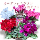 ガーデンシクラメン ミニシクラメン苗 寄せ植え 5ポット シクラメン、ガーデンシクラメン シクラメン 送料無料 赤 紫 ガーデン シクラメン ギフト 花 誕生日プレゼント 誕生日 女友達 宅配 長持ち プレゼント