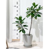 PLANCHU 観葉植物 フィカス キアティスティプラ 8号鉢 受け皿付き 育て方説明書付き Ficus cyathistipula ゴムノキ