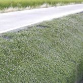 50平米分セット 二層構造防草シートセット クラピア 植栽用 （50m2） 2m幅 25m巻 + J字型ピン （300本） 二重構造の高耐久性10年