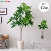 お手入れ簡単 フェイクグリーン パキラ Mサイズ(150cm)