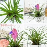 PLANCHU 観葉植物 ワリシア キアネア 4号鉢 受け皿付き 育て方説明書付き Wallisia cyanea ハナアナナス ブロメリア ティランジア チランジア