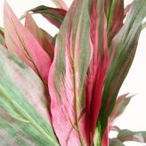 観葉植物 造花 ドラセナ パープル BROWN 全高約180cm 大型 フェイクグリーン 高級 本物そっくり リアル おしゃれ 赤 紫 インテリア 人工観葉植物 アーティフィシャルグリーン モダン オフィス 店舗 ホテル 開店祝い 室内 リビング 玄関 風水 フェイク