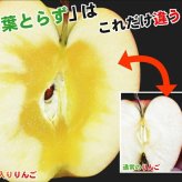【11月中旬頃発送】蜜入りは１２月末まで　青森県認証 特別栽培農産物 ◆ 甘くておいしい！フォーシーズン 青森りんご 葉とらずサンふじ 家庭用 約１０kg箱