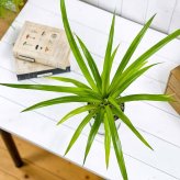 PLANCHU 観葉植物 アナナス サンゴパイン 4号鉢 受け皿付き 育て方説明書付き Ananas cv. パイナップル 花パイン ブロメリア