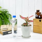 PLANCHU 観葉植物 アグラオネマ ビューティー 4号鉢 受け皿付き 育て方説明書付き Aglaonema ‘Beauty’ 幸せを招くタイの宝石 アロイド