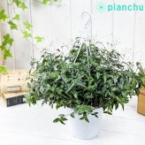 PLANCHU 観葉植物 ブライダルベール 5号吊り鉢 育て方説明書付き Gibasis pellucida ギバシス ペルキダ 鉢花