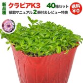 【肥料プレゼント中】 クラピア K3（ピンク）紫品種  9cmポット苗  40株セット 完全植栽マニュアル付き  ピンク色 桃色 イワダレソウ改良種 グランドカバー プランツ 植物 ピンクの花 庭 屋上 緑化 耐寒性 多年草 地被植物 ほふく性 下草 背が低い 宿根草