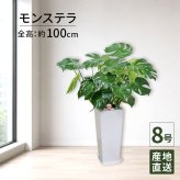 モンステラ 8号 角高陶器 高さ約100cm 観葉植物