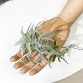 PLANCHU エアプランツ ティランジア エディシアエ Lサイズ 1株 W10×H15cm前後 育て方説明書付き Tillandsia edithae エアープランツ チランジア