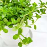 PLANCHU 観葉植物 ペペロミア デピーナ 3.5号鉢 受け皿付き 育て方説明書付き Peperomia deppeana アロマペペ