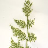 観葉植物 造花 アスパラガス BROWN 全長約63cm フェイクグリーン 高級 本物そっくり リアル おしゃれ 卓上 インテリア 人工観葉植物 アーティフィシャルグリーン 垂れ下がる ふわふわ オフィス 店舗 開店祝い 室内 リビング 玄関 トイレ 風水 アスパラガスファーン