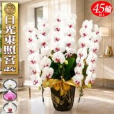 胡蝶蘭 3本立ち 大輪 45輪以上 送料無料 母の日 花 蘭 開店 開業 開院 就任 移転 新築 出店 新店 周年 昇進 叙勲 受賞 当選 お祝い 御祝 祝い 祝 開店祝い 開院祝い 開業祝い 移転祝い 就任祝い 白 フラワー ギフト 贈り物 プレゼント 洋ラン 誕生日 記念日 オープン 株主総会