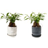 ガジュマル 5号 利休陶器 高さ約35cm 観葉植物