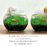 じゃれ猫水草鉢 猫と楽しむミニアクアリウム水草栽培キット 鉢付き フィギュア付き 猫 ネコ ねこ 金魚 植物 グリーン スターターセット オブジェ 置物 おしゃれ インテリア 雑貨 ギフト プレゼント 男性 女性 誕生日 母の日 父の日 敬老の日 引越し祝い 新築祝い お祝 ラッピング対応 無料ラッピング
