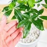 PLANCHU 観葉植物 パキラ ネジリ 実生株 5号樹脂鉢 ホワイト サスティー付き 受け皿付き 育て方説明書付き Pachira glabra 発財樹