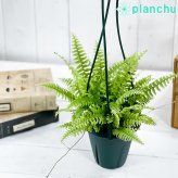 PLANCHU 観葉植物 ネフロレピス ツデー 4号吊り鉢 育て方説明書付き Nephrolepis exaltata ‘Teddy Junior’ ボストンファーン ボストンファン シダ植物