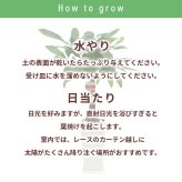 パキラ 7号 丸プラ 高さ約90cm 観葉植物 幸福の木