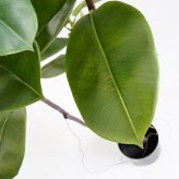 観葉植物 造花 フィカス ソフィア BROWN 全高約180cm 大型 フェイクグリーン 高級 本物そっくり リアル おしゃれ ナチュラル インテリア 人工観葉植物 アーティフィシャルグリーン オフィス 店舗 ホテル 開店祝い 室内 リビング 玄関 風水 ゴムの木