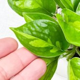 PLANCHU 観葉植物 ポトス グローバルグリーン 3.5号鉢 受け皿付き 育て方説明書付き PVP Epipremnum aureum ‘Global Green’  エピプレムナム アロイド