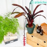 PLANCHU 観葉植物 エクメア フォスターズフェイバリット 4号吊り鉢 育て方説明書付き Aechmea ‘Foster's Favorite’ ブロメリア タンクブロメリア